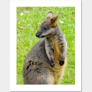 Swamp Wallaby Posters and Art